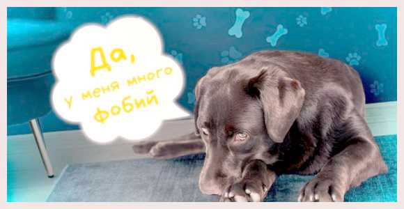 Чего боятся собаки и как победить их страх