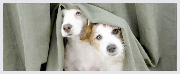 Чего боятся собаки и как победить их страх