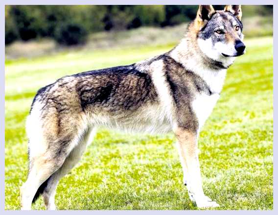 Чехословацкая волчья собака - всё о собаке