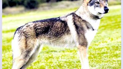 Чехословацкая волчья собака — всё о собаке