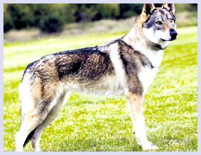 Чехословацкая волчья собака — всё о собаке