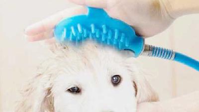 Чем можно помыть собаку если в доме нет специального шампуня