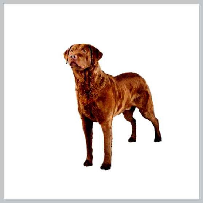 Чесапик-бей-ретривер — всё о собаке