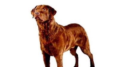 Чесапик-бей-ретривер — всё о собаке