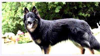 Чешская пастушья собака — всё о собаке