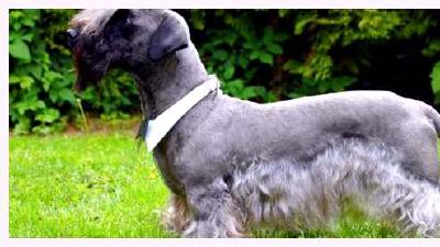 Чешский терьер — всё о собаке