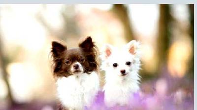 Чихуахуа — всё о собаке