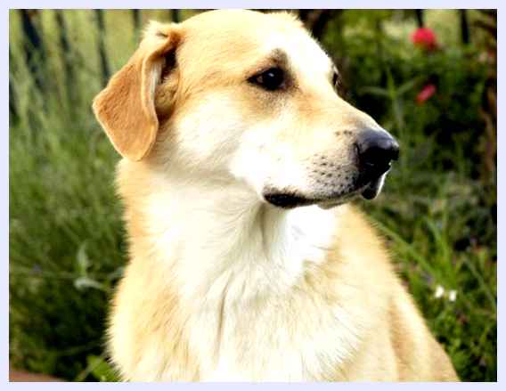 Чинук (порода собак) - всё о собаке порода подходит