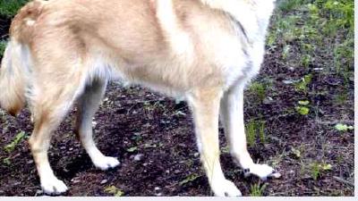 Чинук (порода собак) — всё о собаке