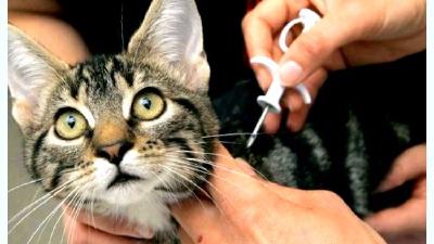 Чипирование кошек и котов