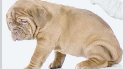 Чипирование собак описание и необходимость процедуры