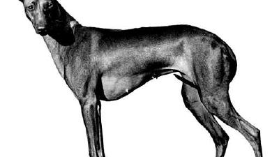 Чирнеко дель Этна — всё о собаке