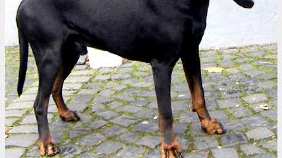 Чёрно-подпалый кунхаунд — всё о собаке