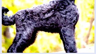 Чёрный терьер — всё о собаке