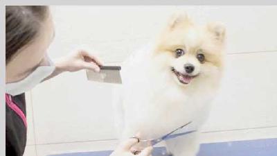 Что такое груминг собак и для чего он нужен