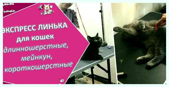 Что такое экспресс-линька для кошек и как ее выполнить самостоятельно