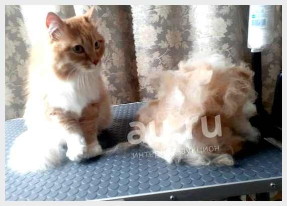 Что такое экспресс-линька для кошек и как ее выполнить самостоятельно