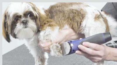 Что такое тримминг собак зачем он нужен и можно ли выполнить в домашних условиях