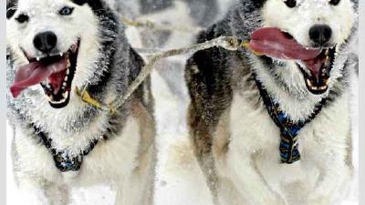 Чукотская ездовая — всё о собаке