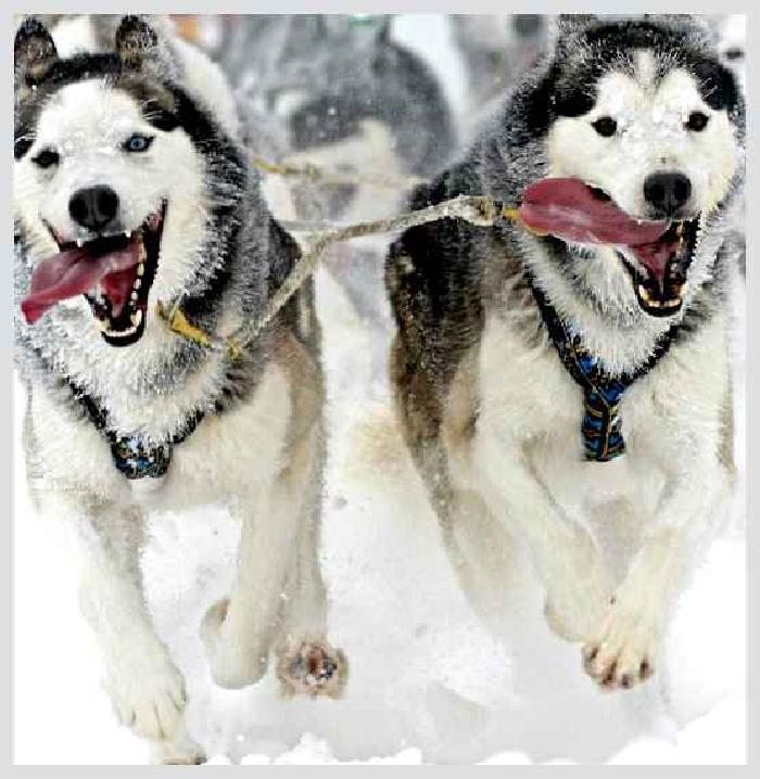 Чукотская ездовая — всё о собаке