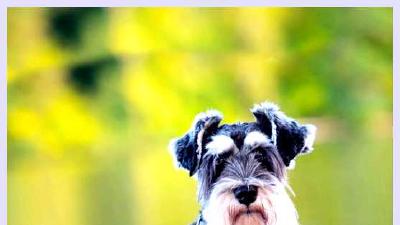 Цвергшнауцер — всё о собаке