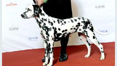 Далматин — всё о собаке