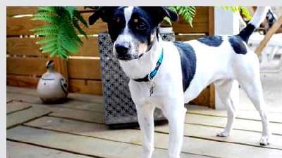 Датско-шведская фермерская собака — всё о собаке