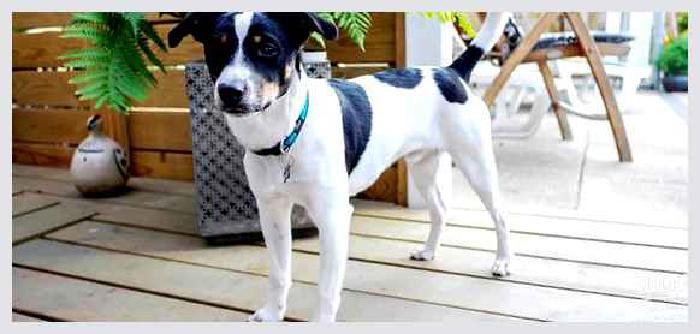 Датско-шведская фермерская собака — всё о собаке