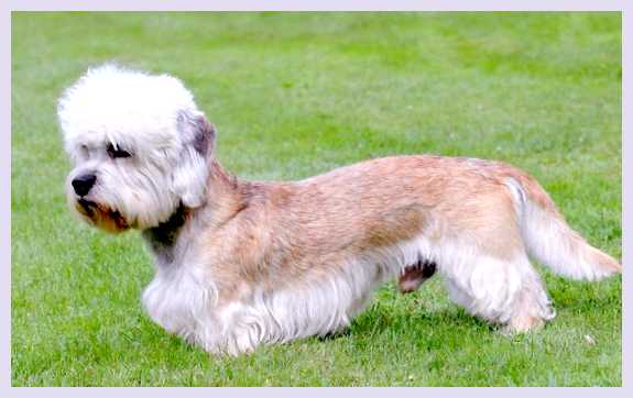 Денди-динмонт-терьер - всё о собаке