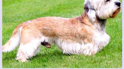 Денди-динмонт-терьер — всё о собаке