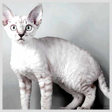 Девон-рекс - всё о кошках Уход за шерстью         Одной из