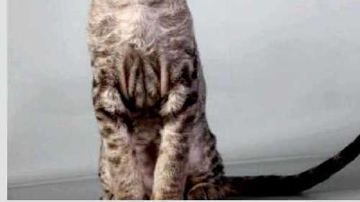 Девон-рекс — всё о кошках