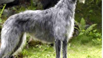 Дирхаунд — всё о собаке