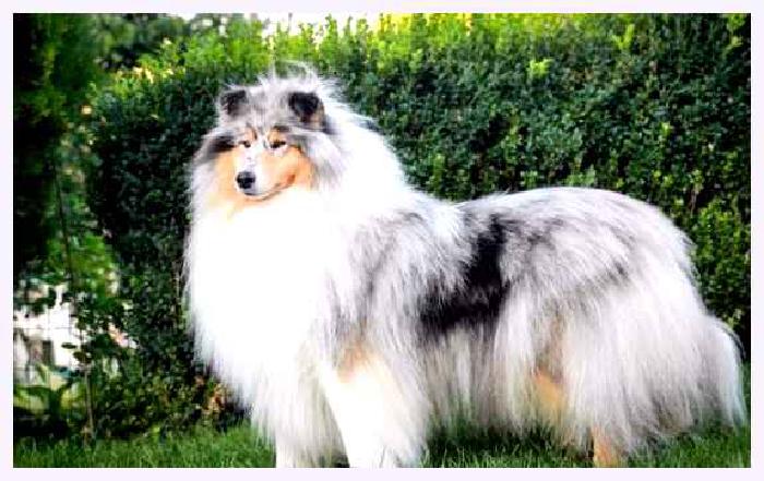 Длинношёрстный колли — всё о собаке