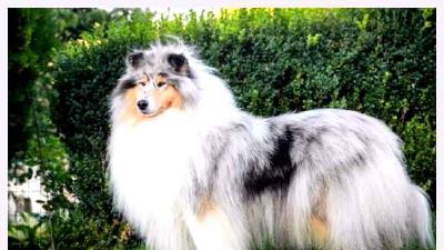 Длинношёрстный колли — всё о собаке