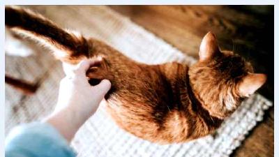 Для чего кошке нужен хвост