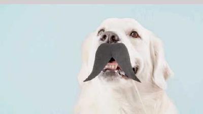 Для чего собакам нужны усы