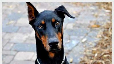 Доберман — всё о собаке