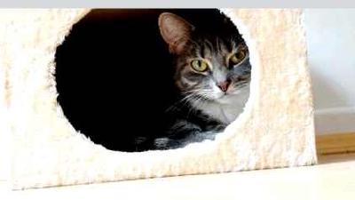 Домик для кошки своими руками игровой мини-комплекс из коробки инструкция + фото