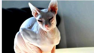 Донской сфинкс — всё о кошках