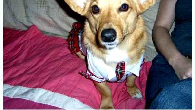 Дорги — всё о собаке