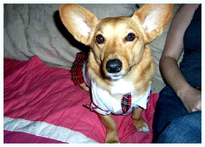 Дорги — всё о собаке