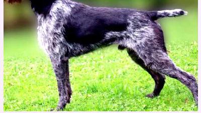 Дратхаар — всё о собаке