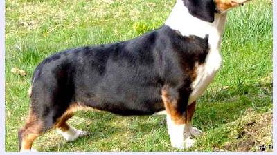 Древер — всё о собаке