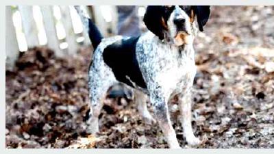 Древесная енотовая гончая — всё о собаке