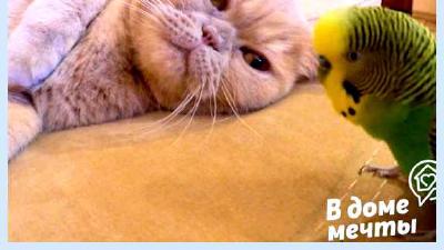 Дружба кошки и попугая возможна ли она