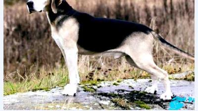 Дункер (порода собак) — всё о собаке