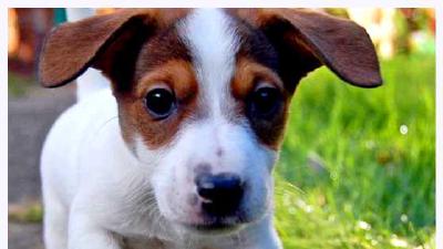 Джек-рассел-терьер — всё о собаке