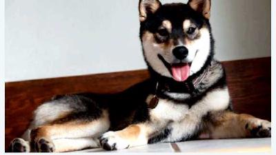 Дзёмон-сиба — всё о собаке