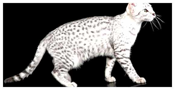 Египетская мау - всё о кошках тела Антибиотики